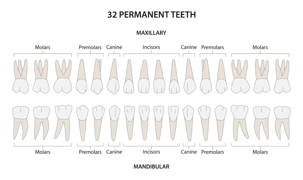 Types of human teeth and their functions