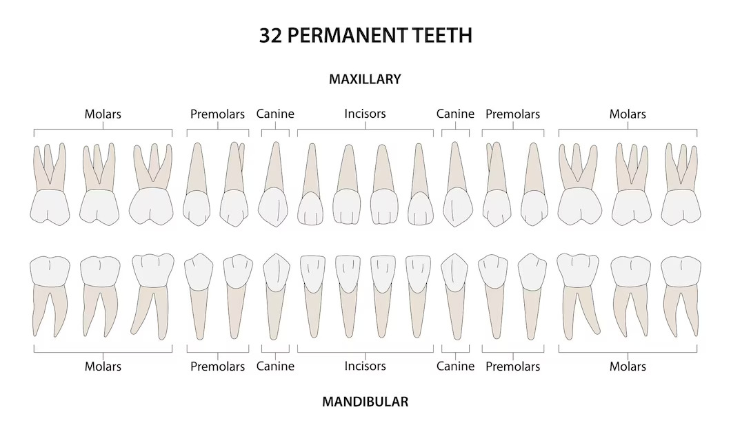 Types of human teeth and their functions